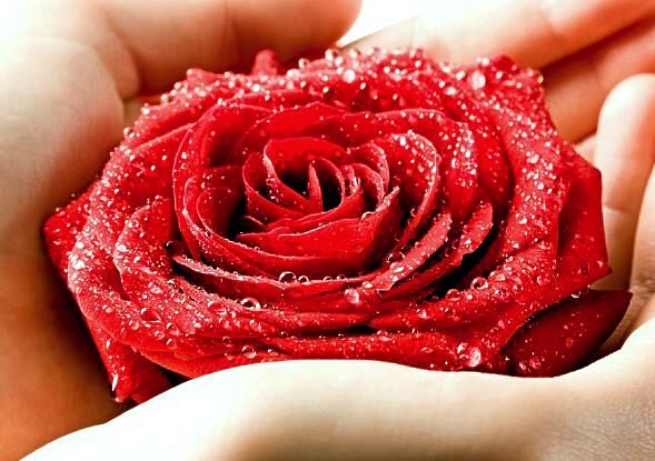 Rose für Schamane München